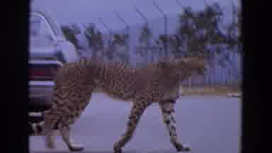 Irvine California (1974): Cheetah Walking Across Paved Road On A Bright Sunny Day