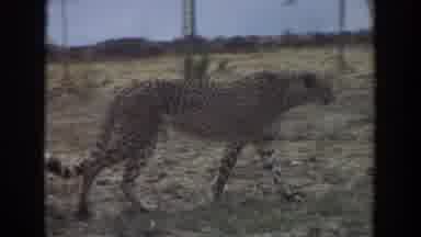 Irvine California (1974): A Cheetah Taking A Leisurely Stroll Through The Plains
