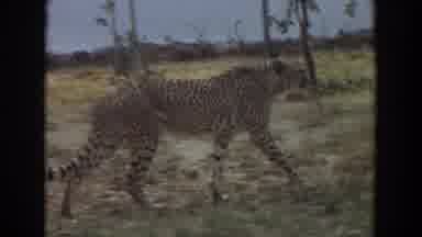 Irvine California (1974): Animal Walking In Cage