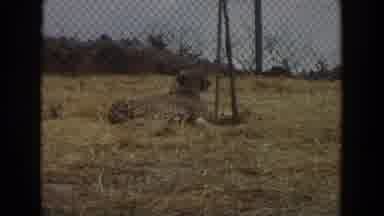 Irvine California (1974): Cheetah Lying Down Near Chain Link Fence Cheetah Keeps