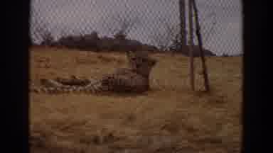 Irvine California (1974): Cheetah Laying In Dry Grass Inside Of A Fenced Enclosure