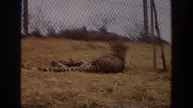 Irvine California (1974): Pregnant Animal Just Gave Birth