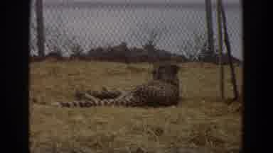 Irvine California (1974): Leopard Resting Behind Chain Link Fence On A Clear Sunny