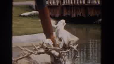 Irvine California (1974): Cockatoos Perched On Wood Branches Sticking Out Of Pond
