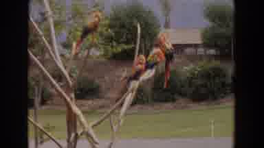 Irvine California (1974): Many Scarlet Macaws Sitting In Branches Of A Tree On