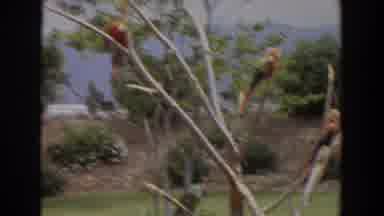 Irvine California (1974): Six Macaw Birds Sitting In Tree On A Cloudy Day