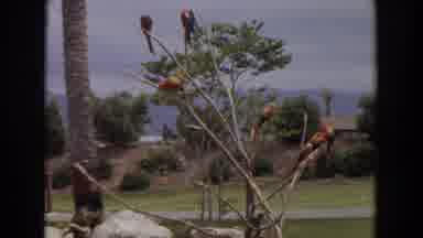 Irvine California (1974): Scarlet Macaws Are Seen On A Tree