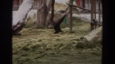 Irvine California (1974): View Of Brown Animal Holding Green Object On A Clear Day