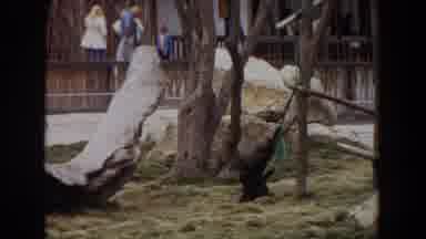 Irvine California (1974): People Walking Past Grey Animals Sitting In Tree On A