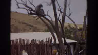 Irvine California (1974): Brown Animal Sits On Bare Tree Limb On A Clear Day