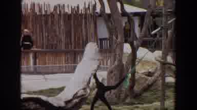 Irvine California (1974): Monkey Walking In Zoo Enclosure