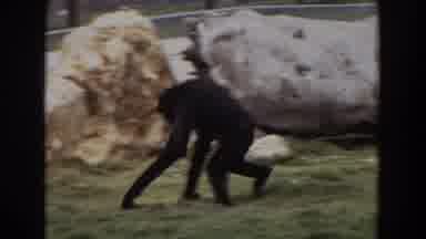 Irvine California (1974): Monkey Walking Monkeys Zoo Near Rock Green Air