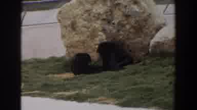 Irvine California (1974): Monkeys Play Around Outside At A Zoo Exhibit Rolling