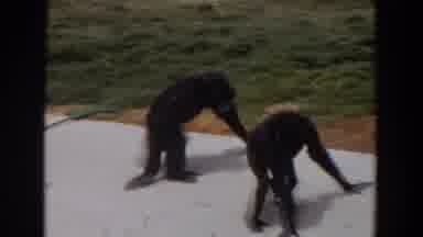 Irvine California (1974): Two Chimpanzees Walking And Playing On A Sidewalk Next