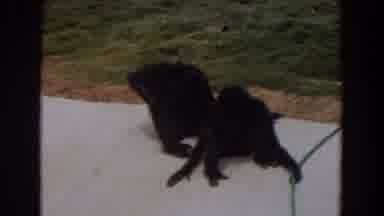 Irvine California (1974): Monkeys And Their Mode Of Communication