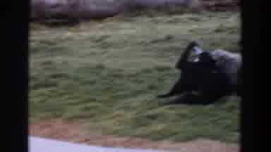 Irvine California (1974): Black Monkey On Green Grass Watching Gray Seal On Rock