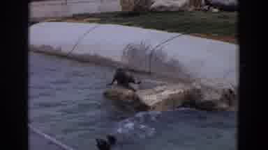 Irvine California (1974): Seal And Elephants At The Zoo