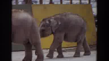 Irvine California (1974): Cute Elephants Walking And Playing At The Zoo Animal