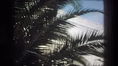Bethlehem Israel (1976): View Of Interior Of Courtyard And Palm Trees As Well As