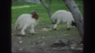 Bethlehem Israel (1976): Two White Sheep In A Green Field Surrounded By Many Trees