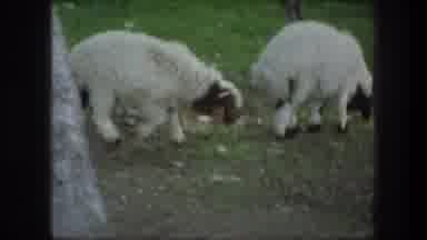 Bethlehem Israel (1976): Sheep Grazing Peacefully Near What Looks Like A Church Of