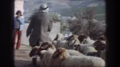Bethlehem Israel (1976): Sheep Bunche Together Direction Shepherd Stick People
