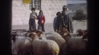 Bethlehem Israel (1976): A Group Of Sheep Together Next To A Sheep Keeper And Some