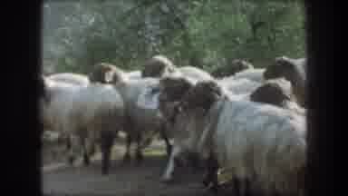 Bethlehem Israel (1976): A Flock Of Rams With Thick Fur Being Directed By A