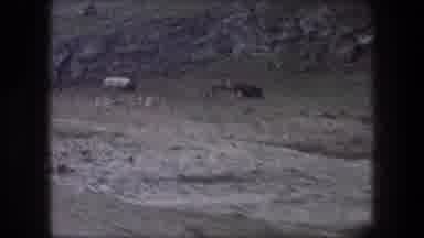 Bethlehem Israel (1976): Window View From Inside A Moving Vehicle Of Livestock
