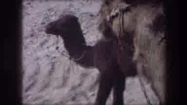 Bethlehem Israel (1976): Adult Camel And Baby Dromedary Camel Standing Side By