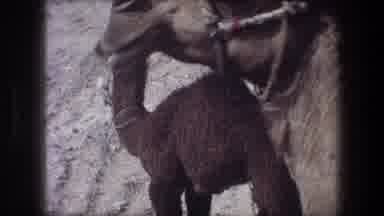 Bethlehem Israel (1976): Camels Head Wearing A Harness With A Red Spot On The Rope