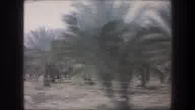 Bethlehem Israel (1976): Passing The Trees Of An Empty Road