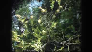 Garden Tomb Jerusalem Israel (1976): Nature Fruit Tree Lemon And People Talking In