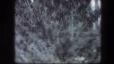 Garden Tomb Jerusalem Israel (1976): Zooming In On A Bush And Shot Of Roadway With