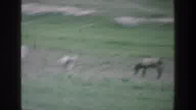 Jacobs Well Jerusalem Israel (1976): A Vehicle Passes Horses And Livestock Grazing