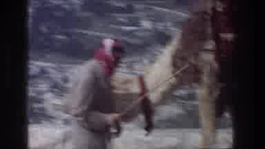 Jerusalem Israel (1976): Man Beards Camel Carrying Goods On Saddle Away From Ledge