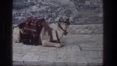 Jerusalem Israel (1976): Camel Sitting Down Relaxing Or Resting Looking