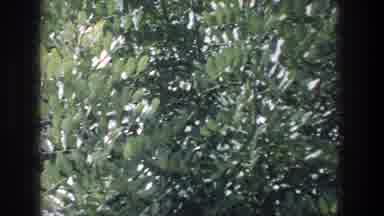 Jerusalem Israel (1976): Green Landscape Seen From The Train Window That Heads