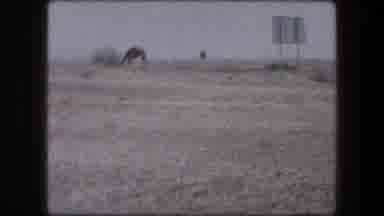 Messada Israel (1976): People In A Vehicle Watch Camels Graze In The Desert With
