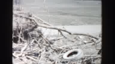 Grand Rapids Michigan (1956): Fallen Trees And Junk Pieces In The Middle Of A