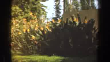 Burbank California (1961): Person Walk In Your House With Beautiful Garden