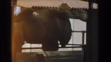 Burbank California (1961): View Of Camels And Sleeping Black Bears On A Sunny Day