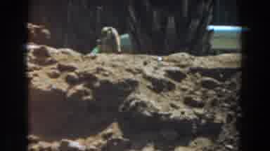 Burbank California (1961): Views Of Gophers Sitting On Hind Legs To Look Around