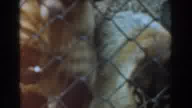Burbank California (1961): Two Furry Animals Behind Fence Curious Trying To Get