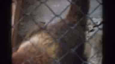 Burbank California (1961): View Of Agitated Hen Behind Fence On A Clear Day