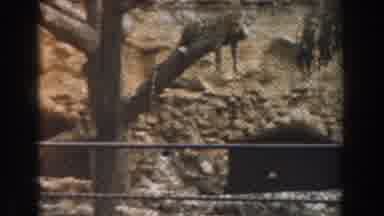 Burbank California (1961): An Outside View Of An Inside Cage That Entraps Animals