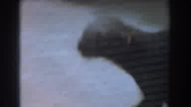 Burbank California (1961): A Puppy Running Across The Kitchen To The Outside Door