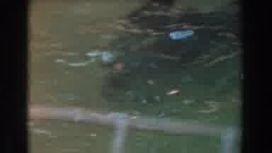 Burbank California (1961): Water Seal Swim Zoo Marine Life Swimming Biologist View