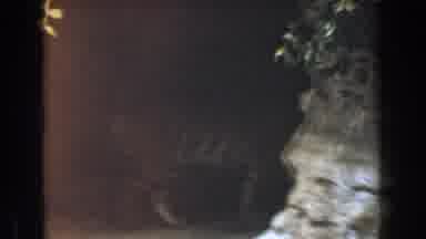 BURBANK CALIFORNIA-1961: Tiger In Cave-Like Enclosure Walking And Resting