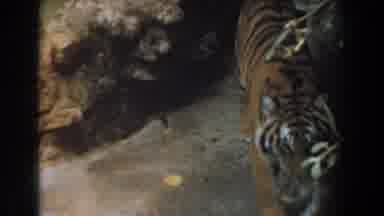 Burbank California (1961): Tiger Walking Alone In His Cage